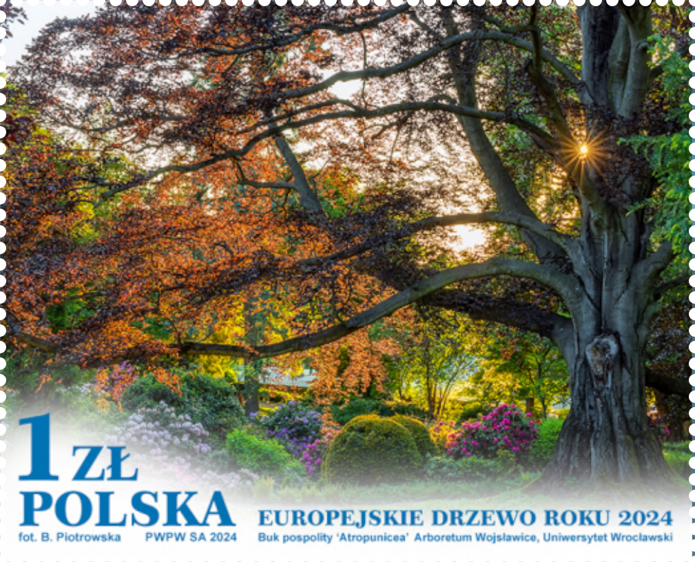 Europejskie Drzewo Roku 2024