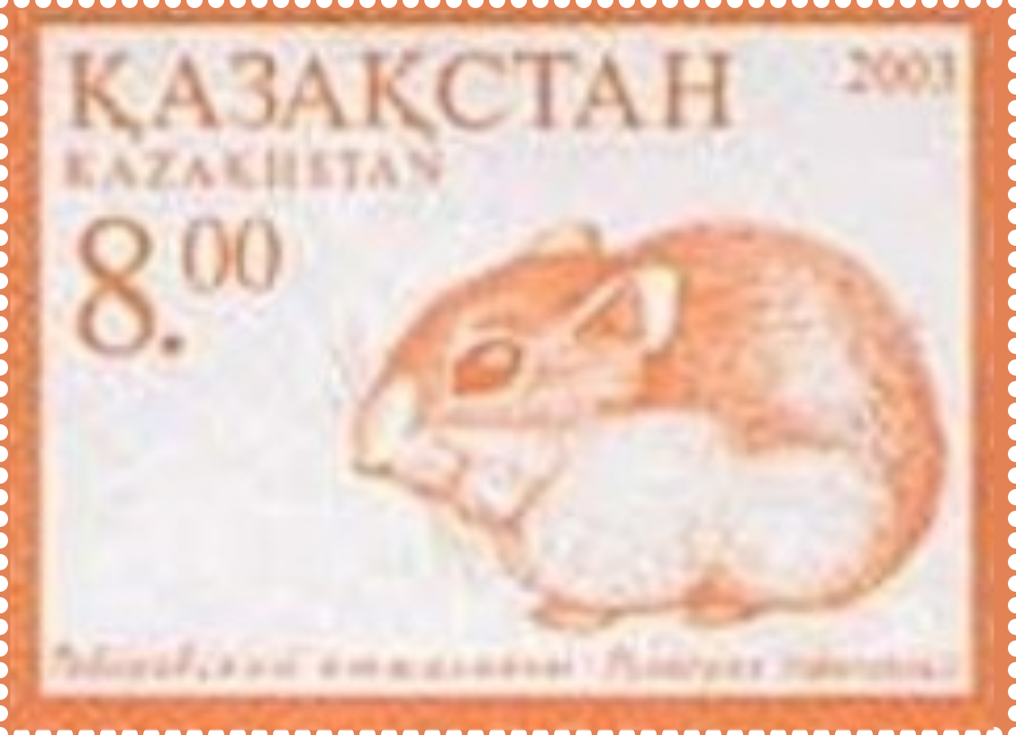 Phodopus roborovskii