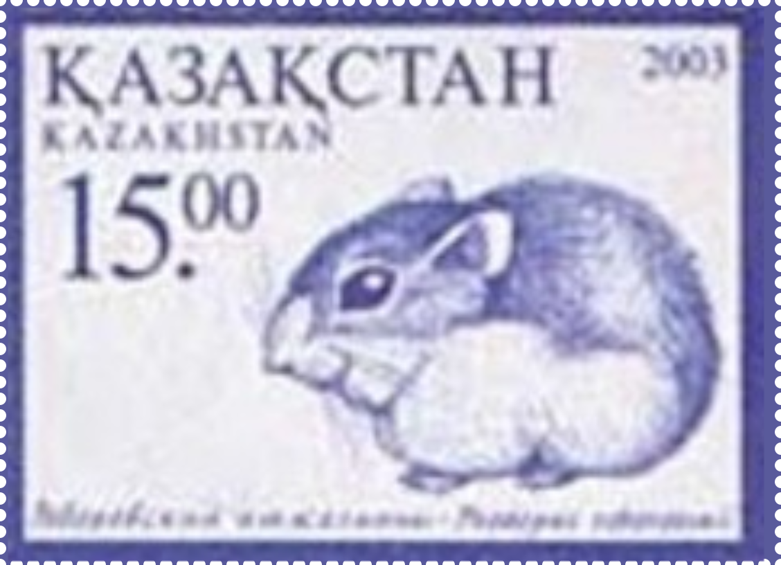 Phodopus roborovskii