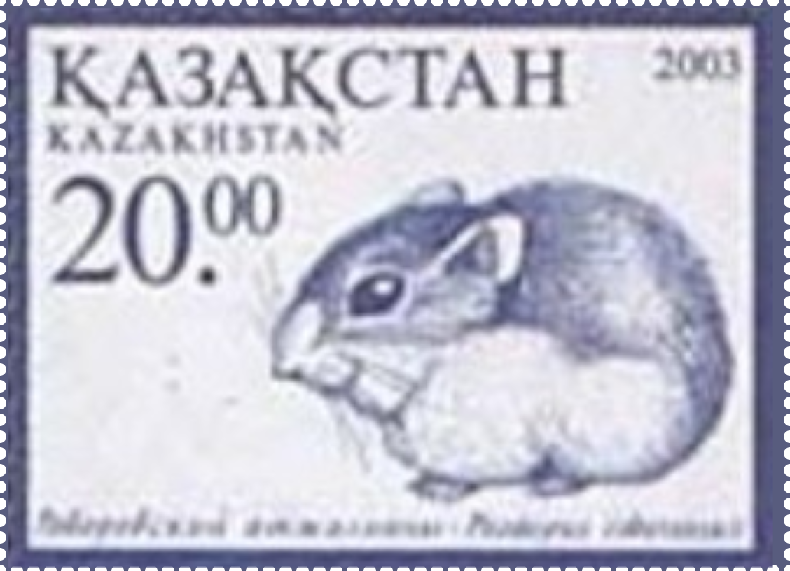 Phodopus roborovskii