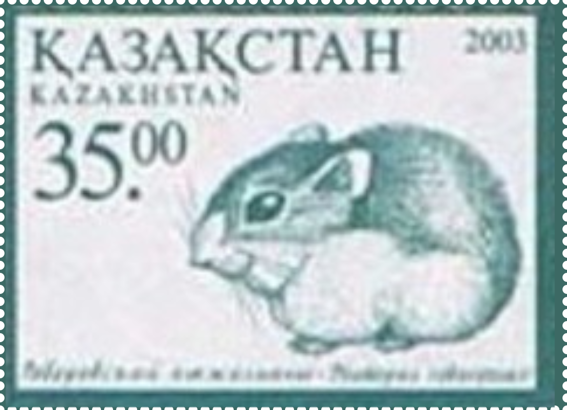 Phodopus roborovskii